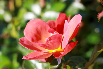 Fototapeta na wymiar Espresso rose flower head in the Guldenmondplantsoen Rosarium in Boskoop