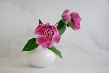 beautiful peony flower on light background