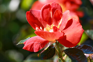 Espresso rose flower head in the Guldenmondplantsoen Rosarium in Boskoop