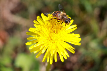 Dandelion with bee on it in the Guldemondplantsoen in Boskoop