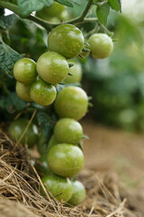 Beautiful green cherry tomatoes grown in the garden.