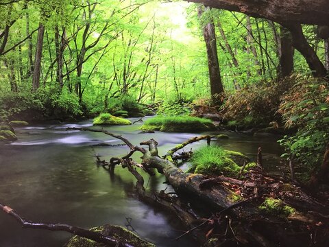 stream in the forest