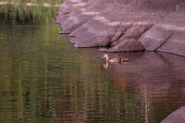 Mallard duck on the lake with rocks in the background
