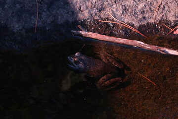 Close up of a frog in the water