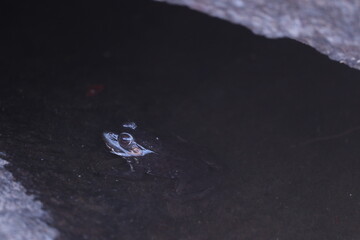 Close up of a frog in the water