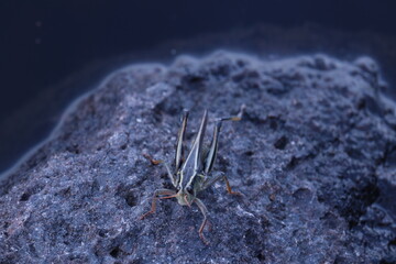 Close up of a grasshopper on a rock next to the edge of a lake
