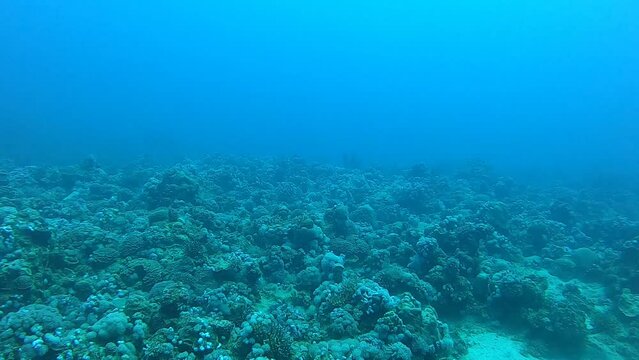 Coral reef and water plants in the Red Sea, Eilat Israel
