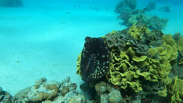 Coral reef and water plants in the Red Sea, Eilat Israel
