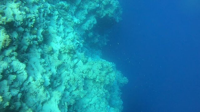 Coral reef and water plants in the Red Sea, Eilat Israel

