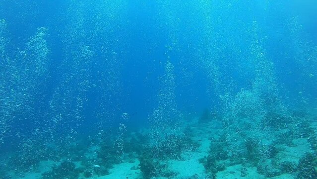 Coral reef and water plants in the Red Sea, Eilat Israel
