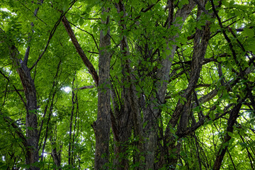 detail from a Mediterranean park on the Adriatic coast, Croatia, sunny day, summer