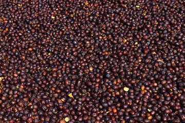 Closeup of coffee berries in the process of drying in the sun