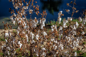 Close up of isolated cotton plant with dry leaves, in rural environment with beautiful blue lake in the background