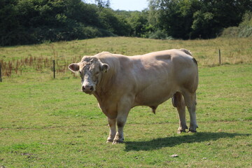 Impressive bull standing in a field