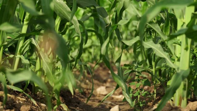 Moving focus in organic community vegetable garden with corn sidling. Community kitchen garden in the small neighbourhood at summer. Corn leaves in small urban farm.