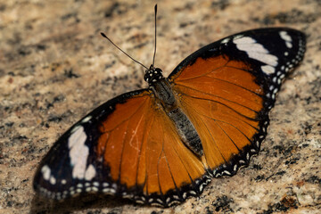 Fototapeta na wymiar Plain Tiger Butterfly