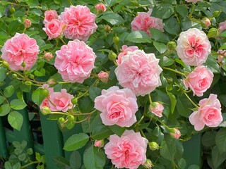 English roses flowers shrub on a green wooden fence.