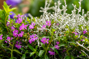blühende Pflanzen im Balkonkasten pink