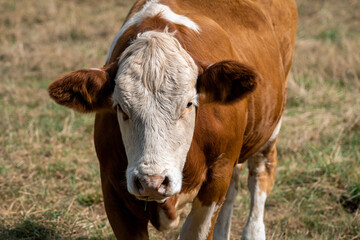 Naklejka na ściany i meble eine braun gefleckte Kuh auf der Weide - Rindvieh, Viehwirtschaft