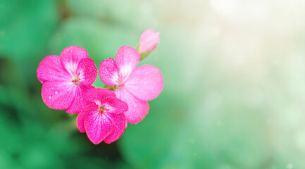 pink flowers in selective focus on blurry green background