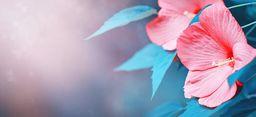pink hibiscus flowers. long banner with copy space