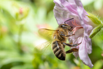 Bee pollinate a flower, macro view.