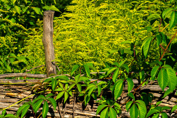 Solidago virgáurea. Flower golden rod. Medicinal flower golden rod. Goldenrod officinalis