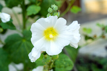 Altea officinalis. Flowers Marshmallow officinalis