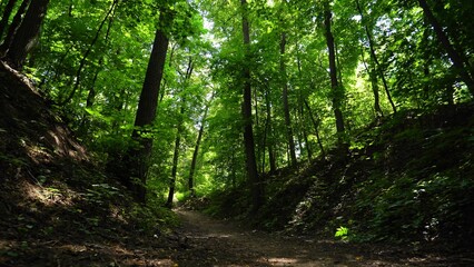 Beautiful summer morning in the forest. Sun rays break through the foliage of magnificent green tree. Magical summer forest