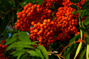 Rowan tree. Berries on a tree. Beautiful mountain ash