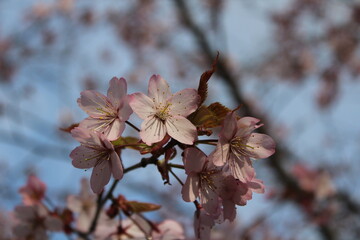 blossom in spring