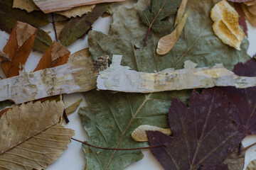 dry leaves. view from above. dried herbarium. autumn mood.