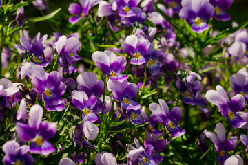 Obraz premium pansy flowers. beautiful purple flowers with green leaves. summer. flower bed in the city. floristics.