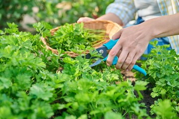Close-up of womans hands with pruner cutting crop of fresh parsley
