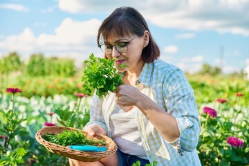 Middle-aged woman in vegetable garden with crop of parsley