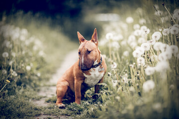 Ginger puppy miniature  bull terriers is sitting in a field with dandelions. - 523406910