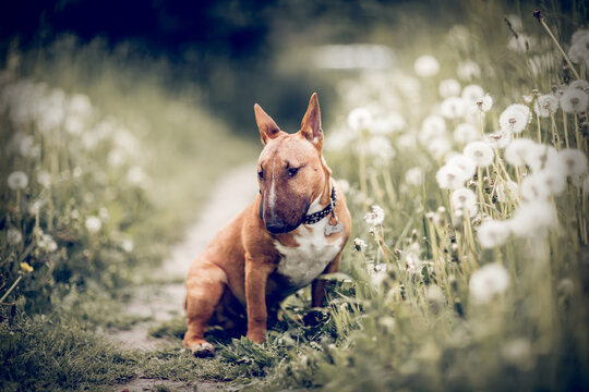 Bull Terrier Beach Images – Browse 2,417 Stock Photos, Vectors, and Video |  Adobe Stock