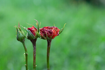 red flower on a green background. abstract photo