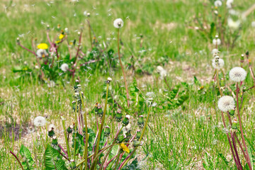 Dandelion seeds scatter over a green field. close up