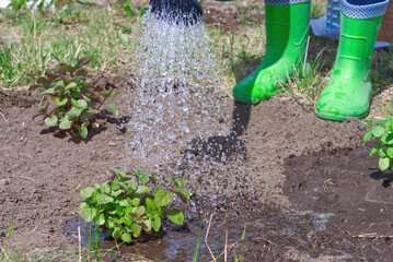 Watering peppermint with watering can in garden. transplanting and watering seedlings. close up
