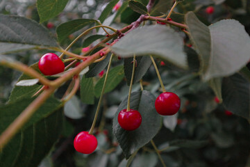 cherries on the tree