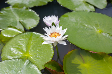 Beautiful blooming lotus flower with leaves, White water lily pond