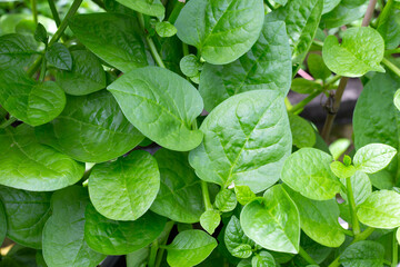 Ceylon spinach or basella rubra linn