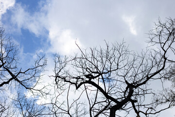 Dead branches tree silhouette with blue sky and cloud