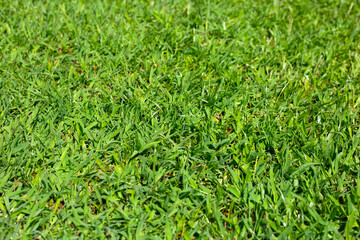 Fresh lawn grass. Beautiful green garden