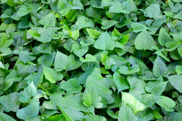Green leaves of sweet potato plant