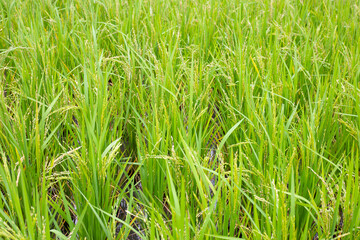 Rice plant in rice field.