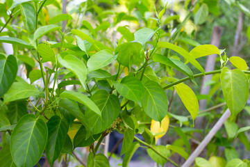 Gurmar medicinal plant, Fresh leaves of herb