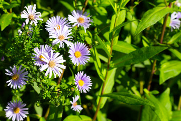 Beautiful violet flowers of Symphyotrichum dumosum