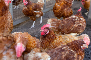 Hens in the chicken farm. Organic poultry house.